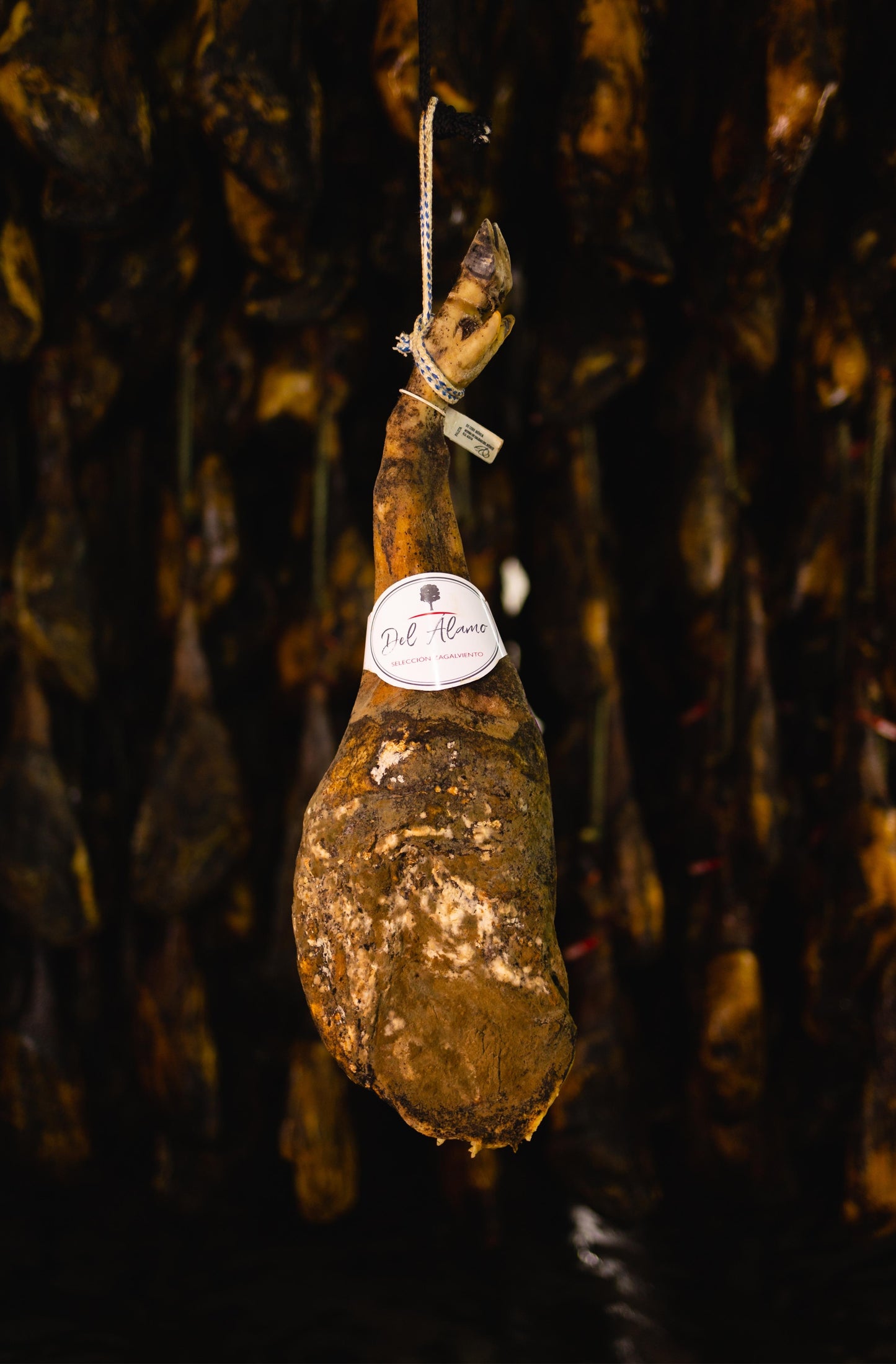 Paleta de Cebo Ibérico